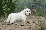 GOLDEN RETRIEVER 654